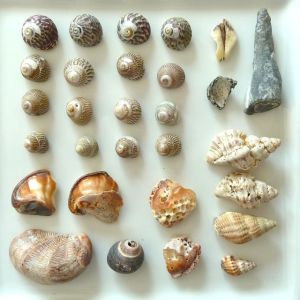 shells 1
